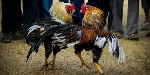 Thomo BJ88 Cockfighting- Top Betting Hall 2025