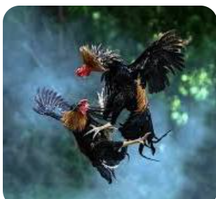 Xom Ga AZ Broadcasts Free Cockfighting – Watch Live in High Quality